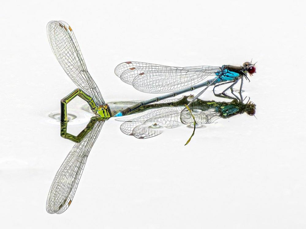 Red-eyed damselflies laying eggs