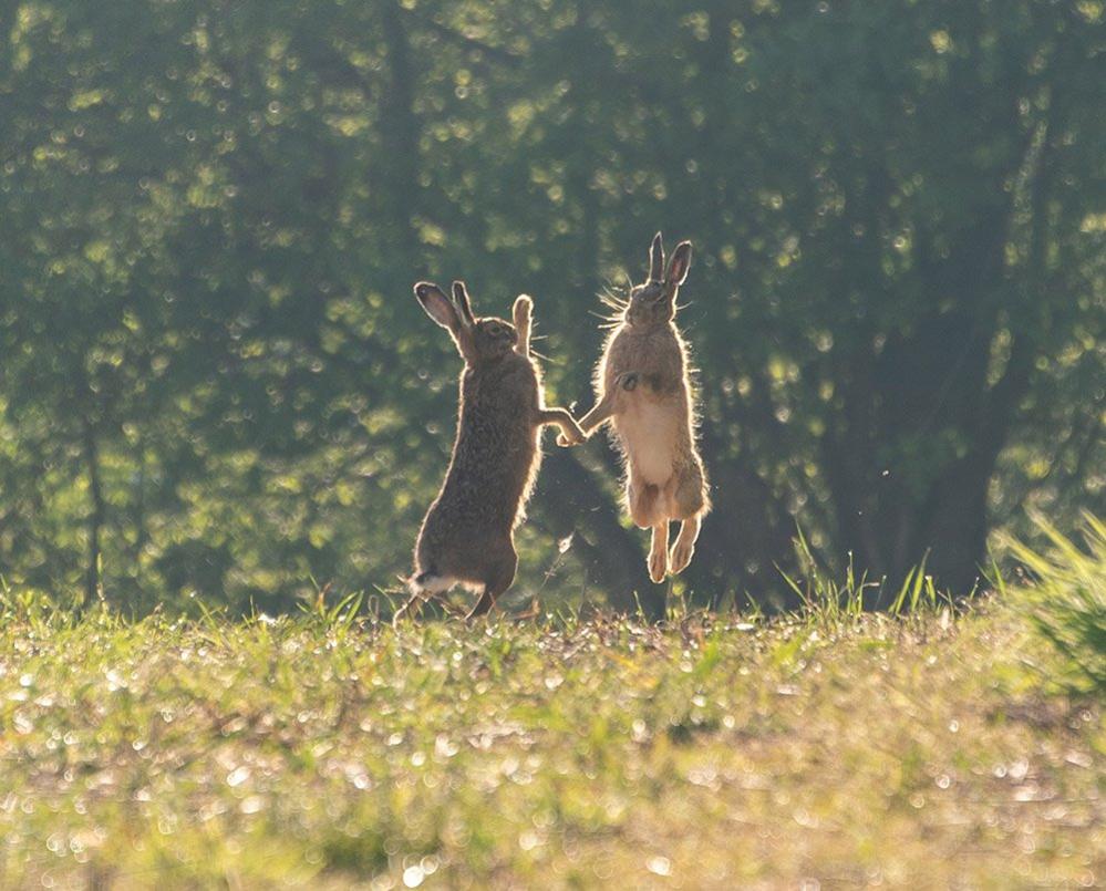 Hares boxing