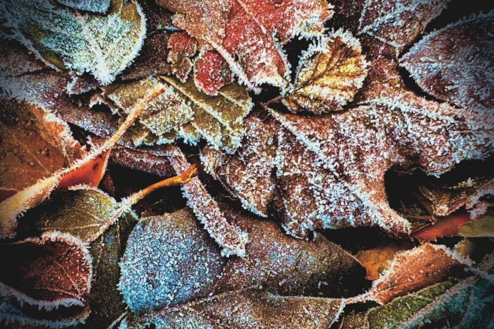 Frozen leaves