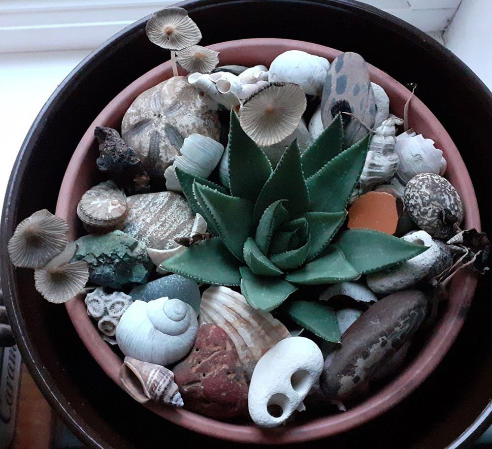 Garden in a pot