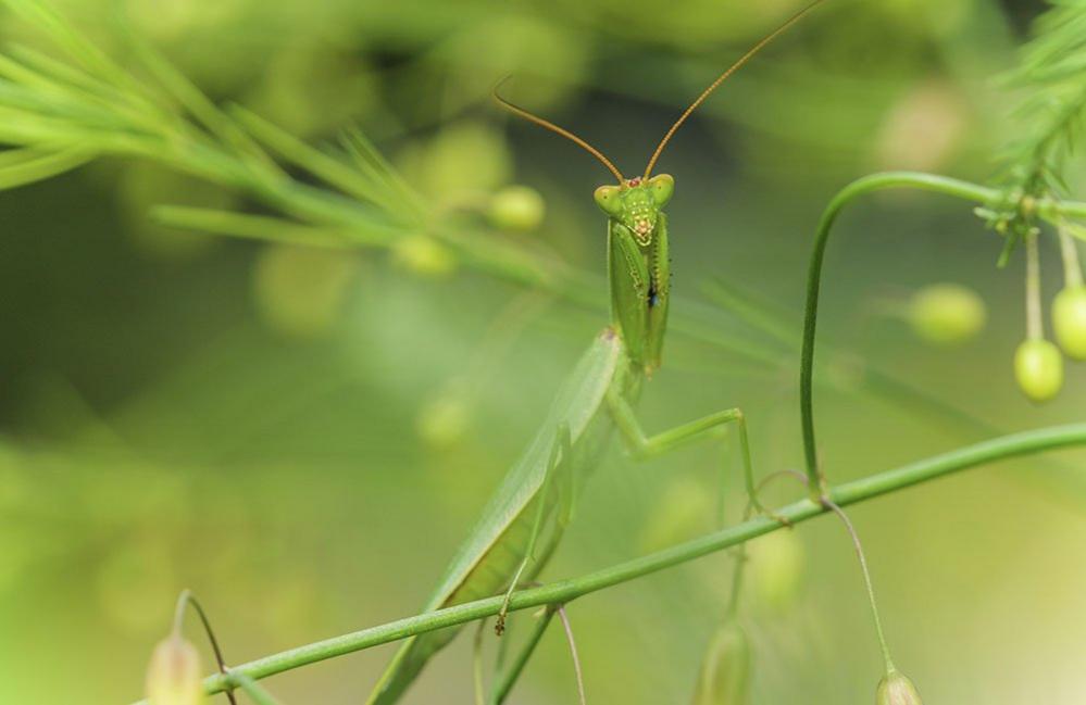 New Zealand Praying Mantis