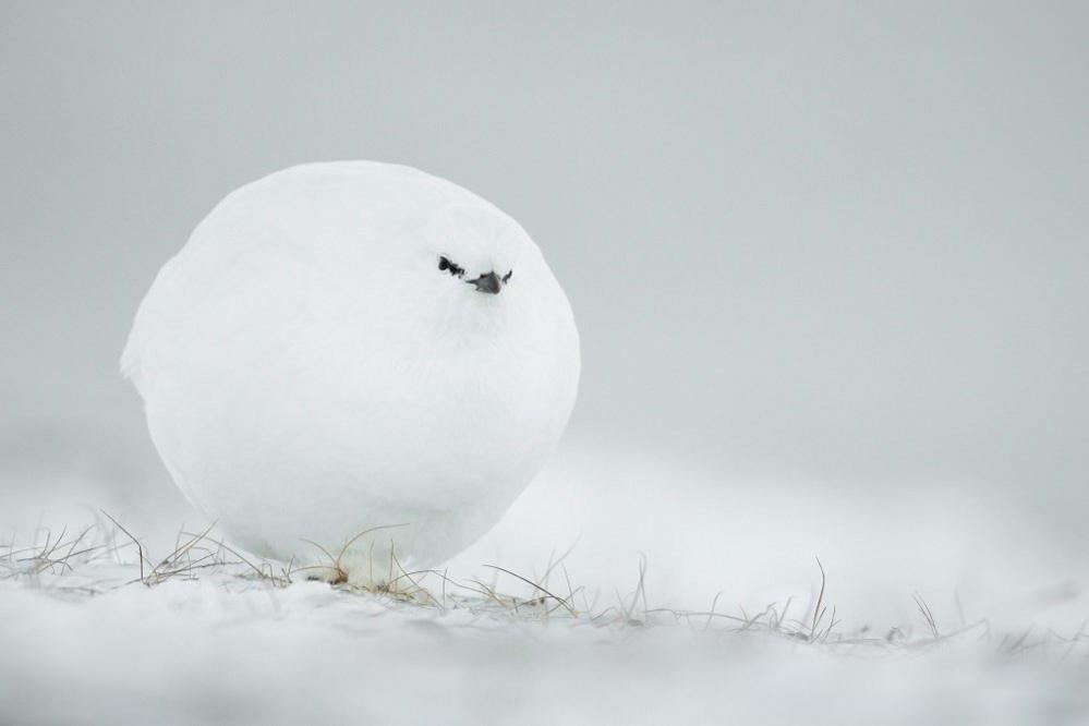 White-Grouse.