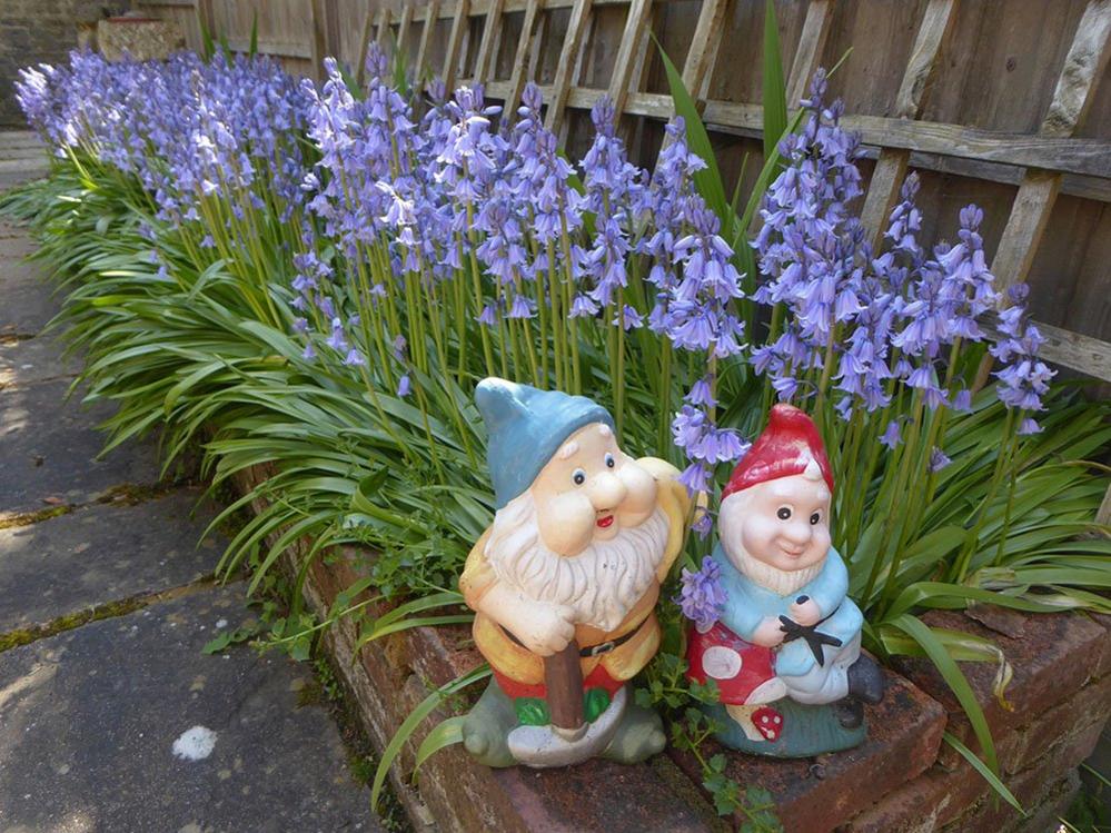 Gnomes and bluebells