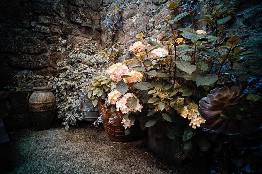 Flowers and plants in pots