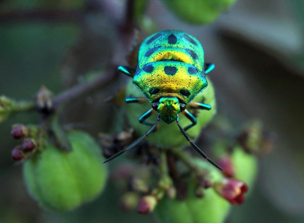 Metallic insect