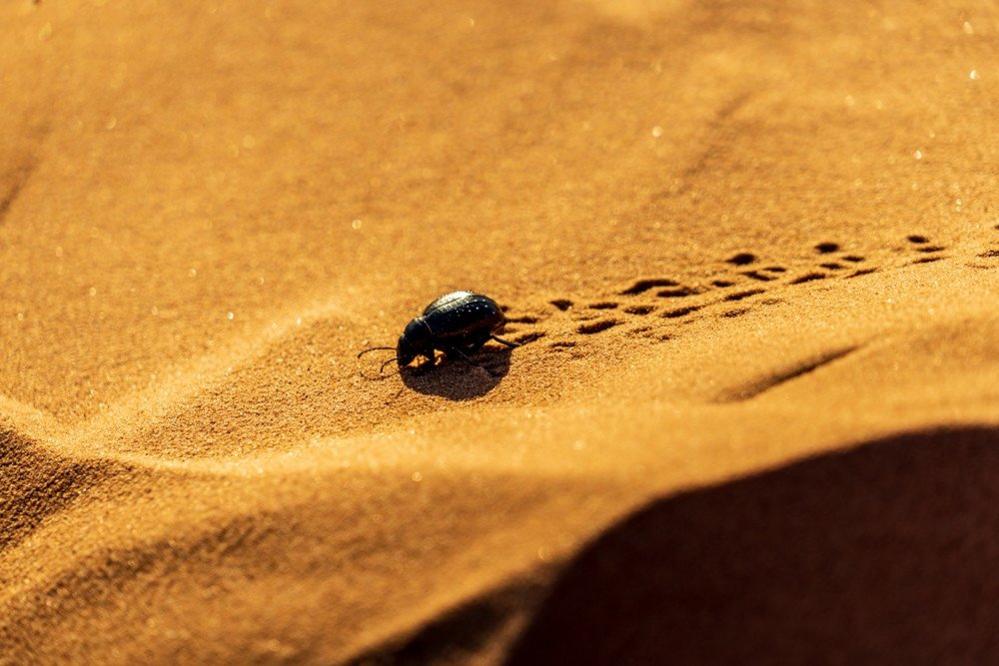 Scarab beetle