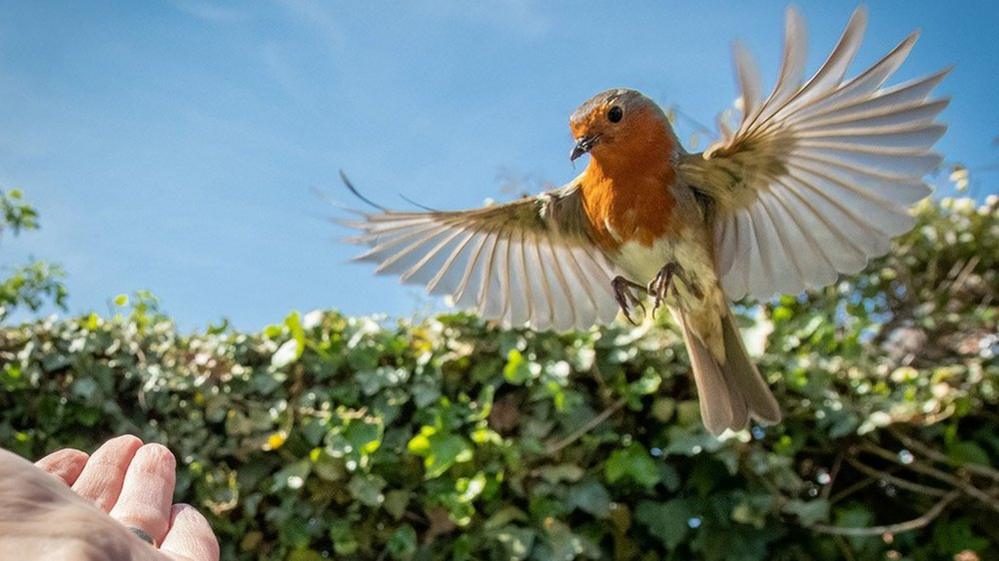 Bird landing