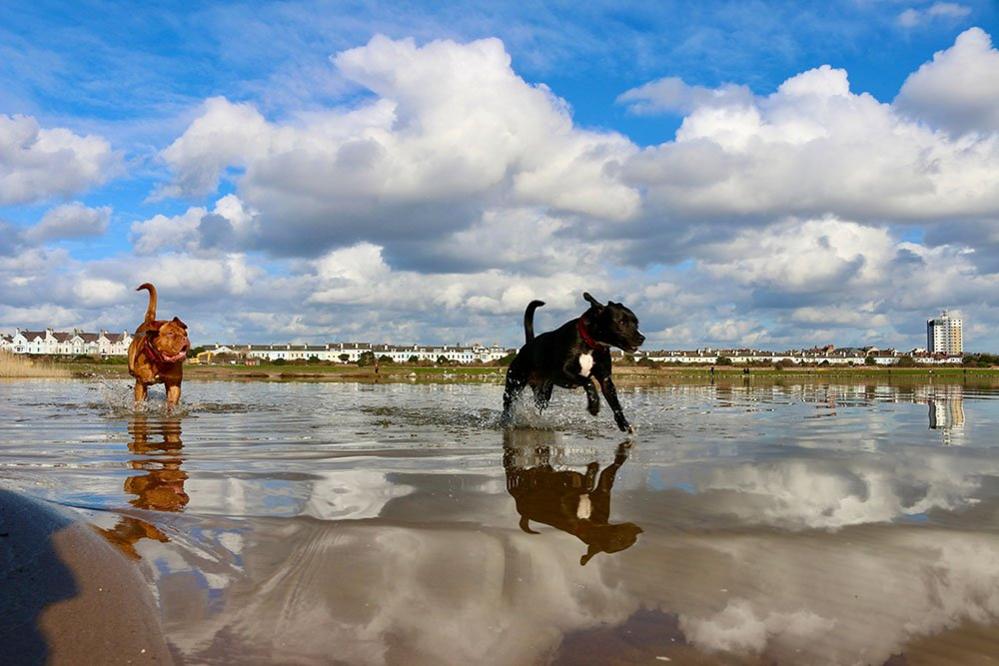 Dogs in the water