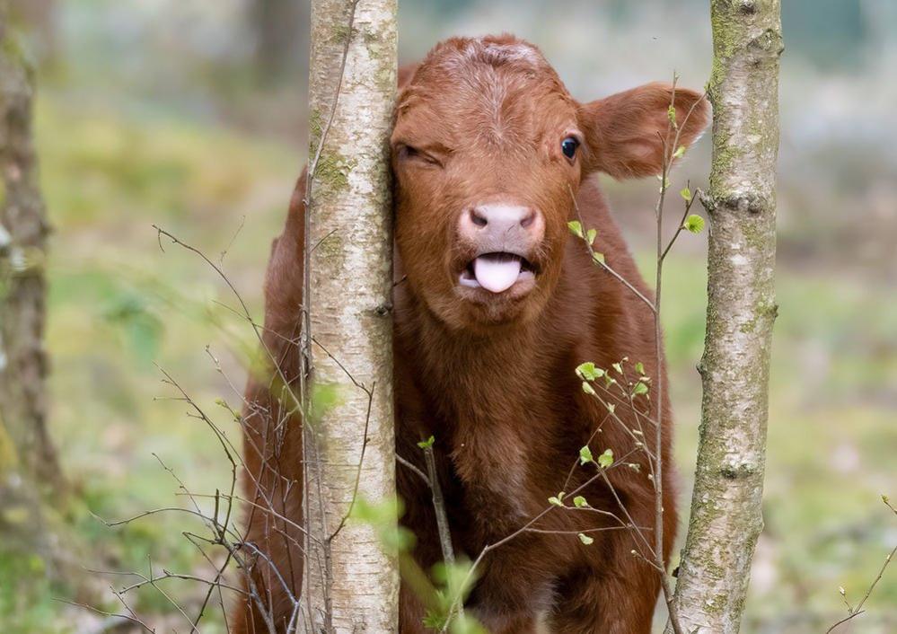 Cow scratching a tree