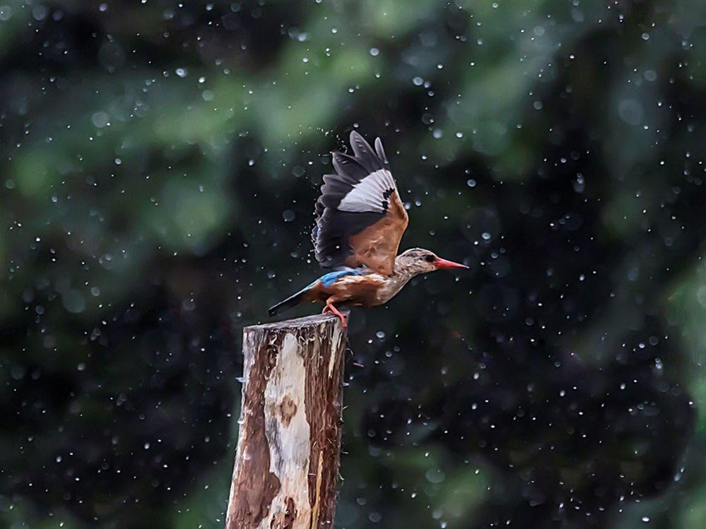 Kingfisher