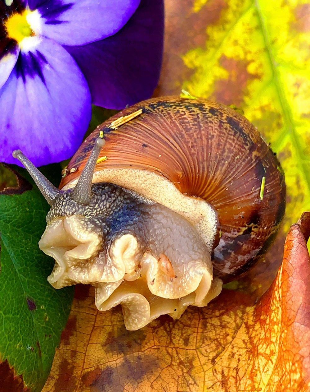 Snail