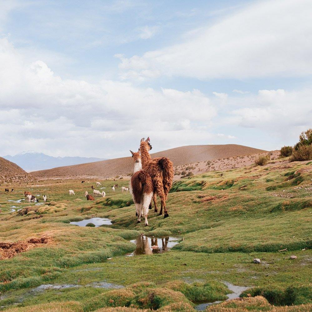 Llamas