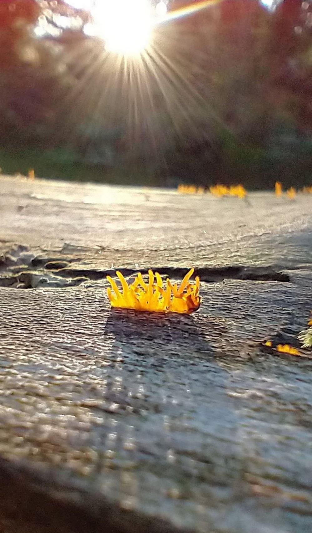 Fungus on a tree