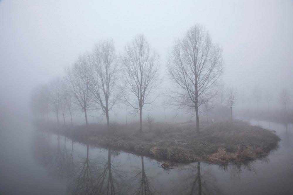 Trees in mist