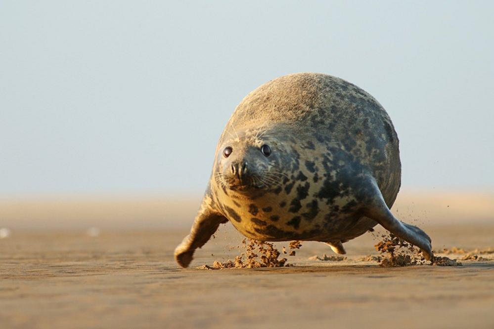 Grey seal