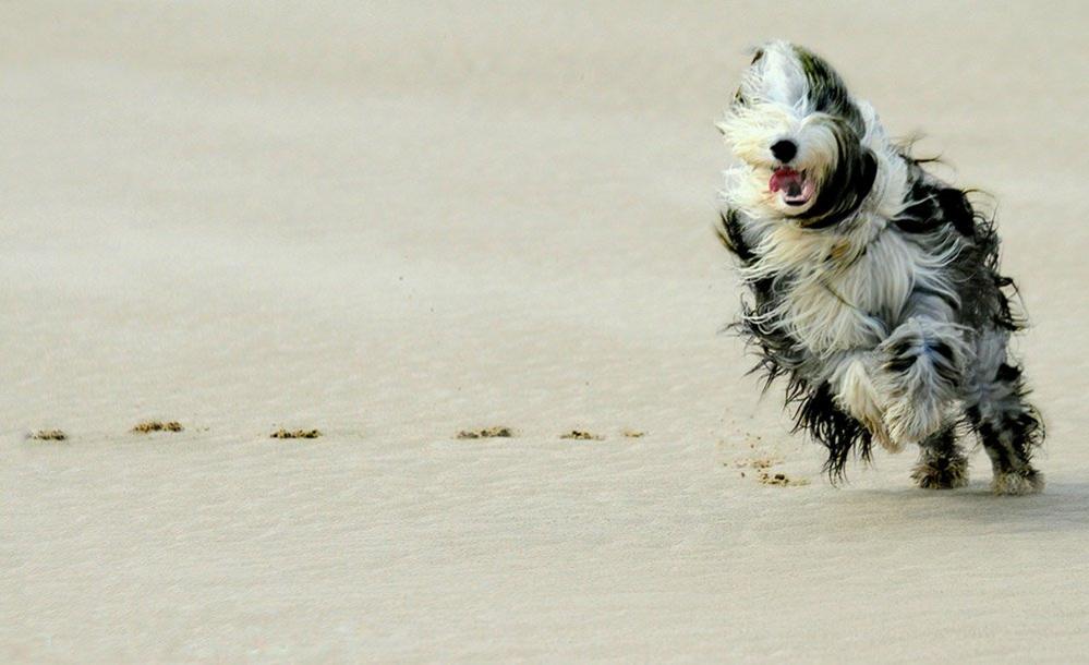 Dog on the beach