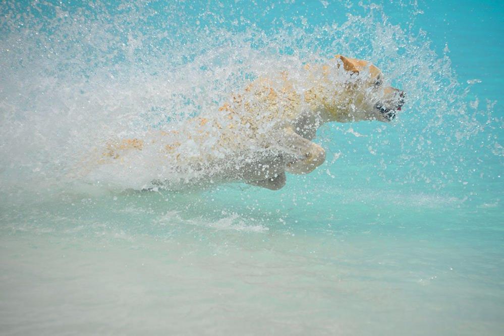 Dog in water