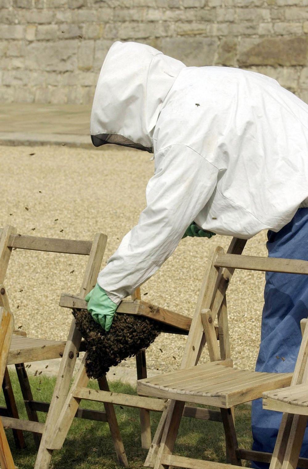 A beekeeper removes the bees