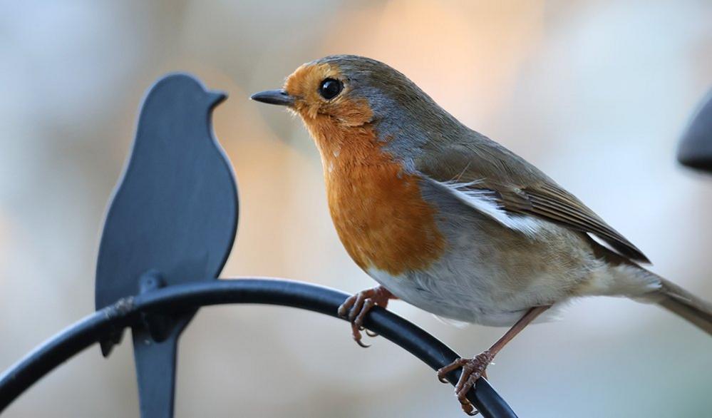 Robin in Guildford