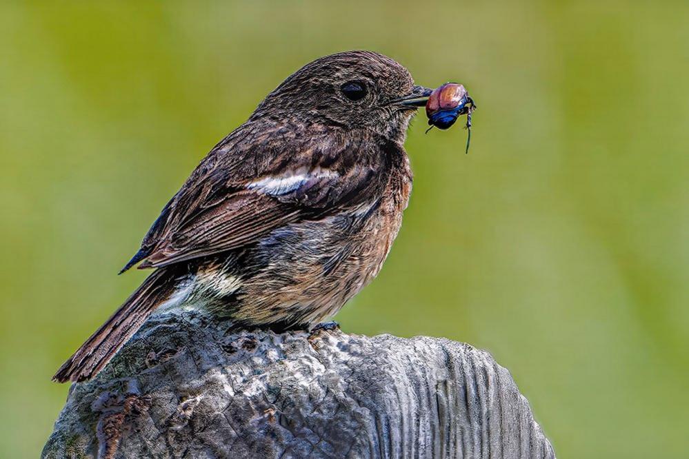 Stonechat bird with food