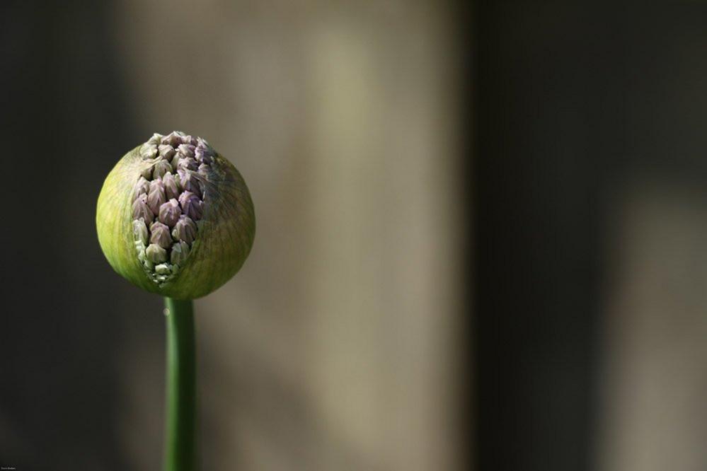 Chive flower