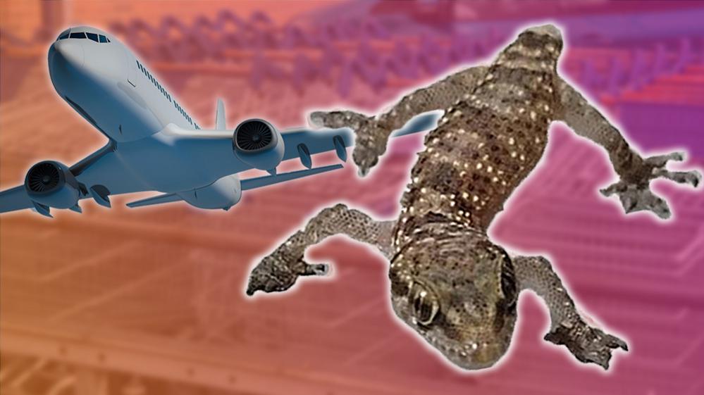 Gecko and plane, with trolles in background, graphic