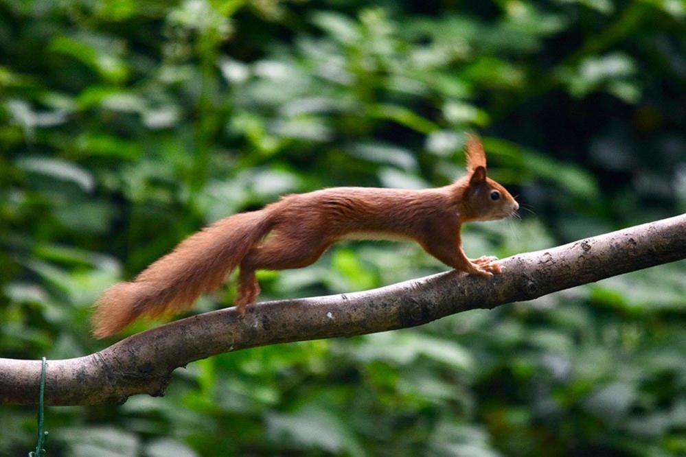 Squirrel on a branch