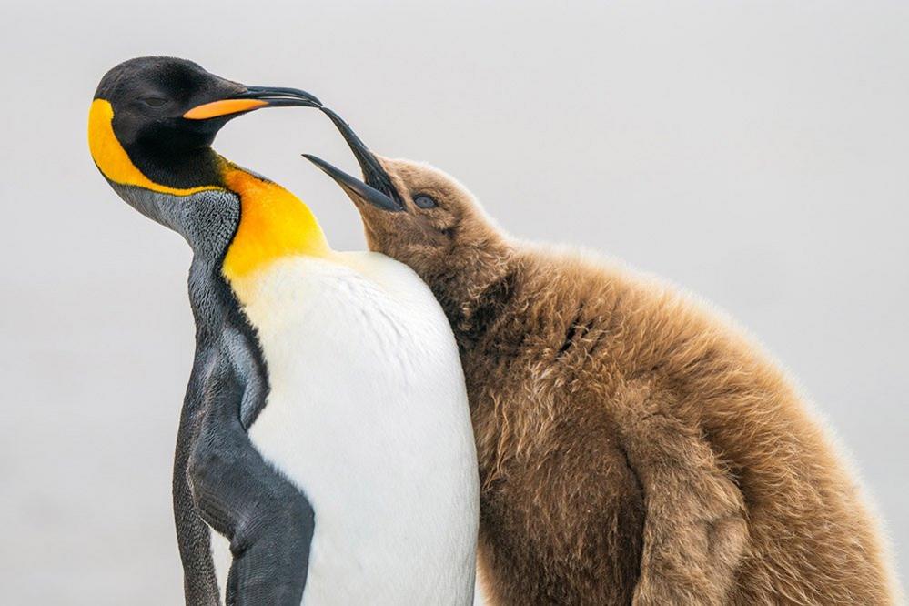 King penguins