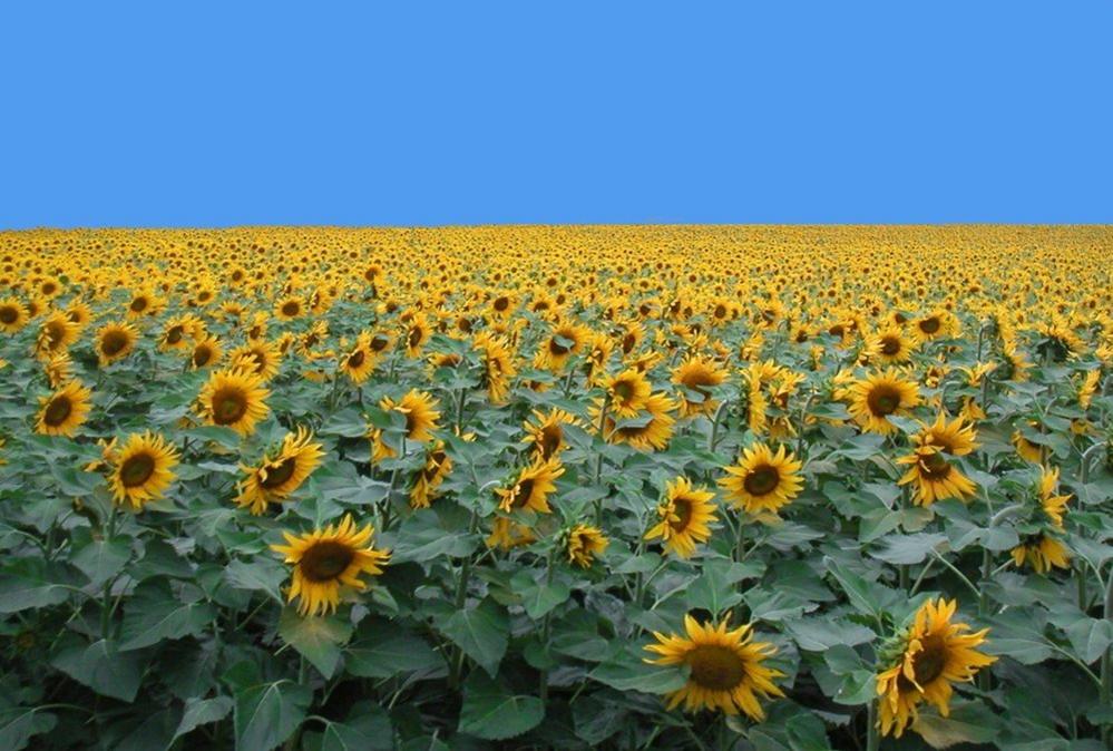 Sunflowers