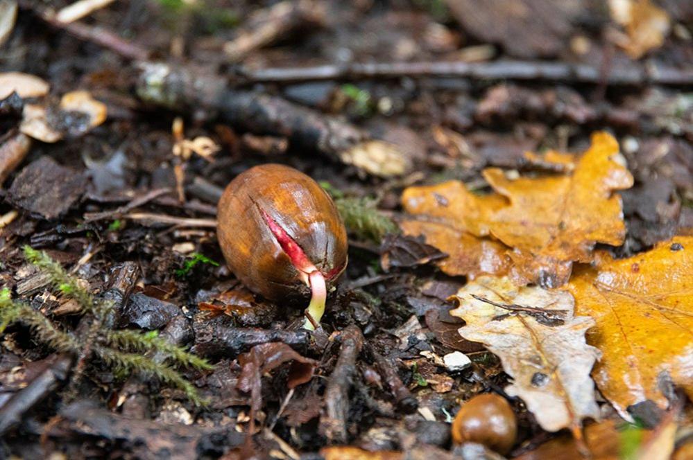 An acorn shoot