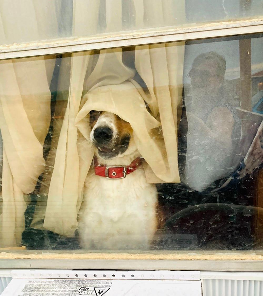 A dog at the window