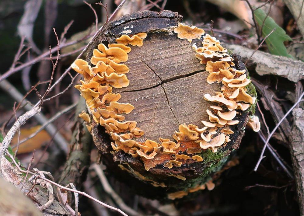 Fungi on a tree stump