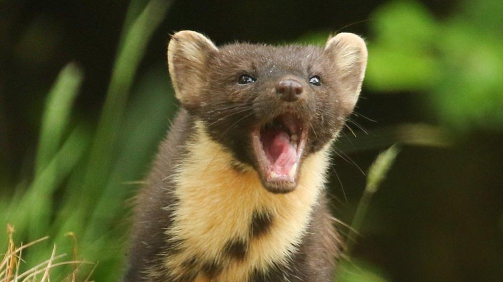 Pine Marten