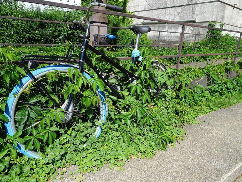 Bike covered in plants