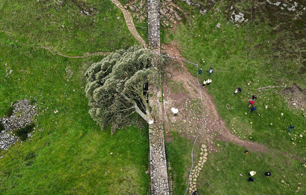 The fallen tree at the Sycamore Gap