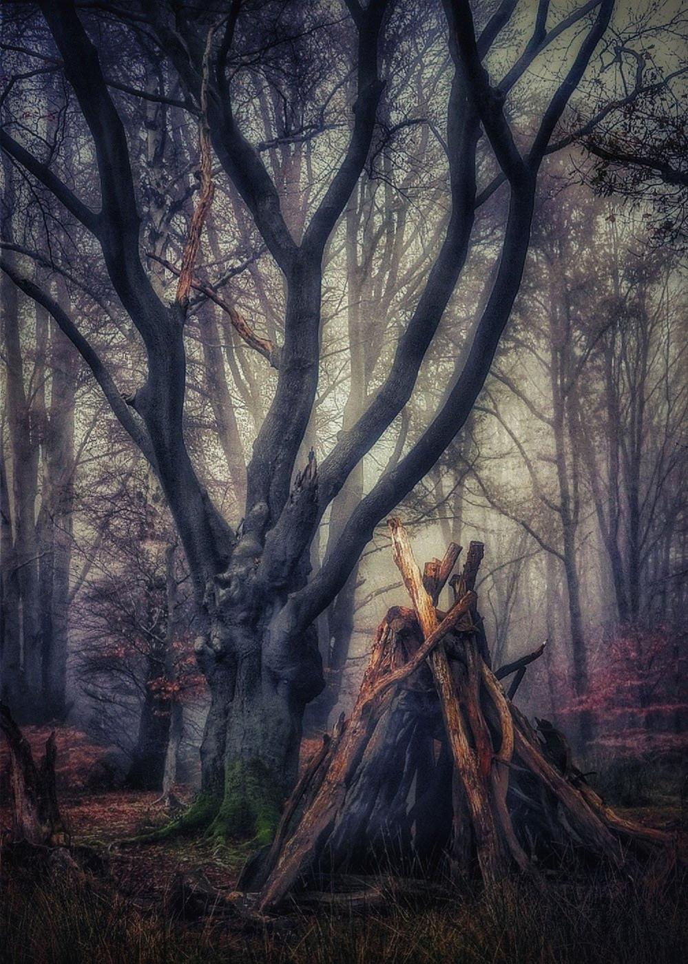 A shelter in Epping Forest