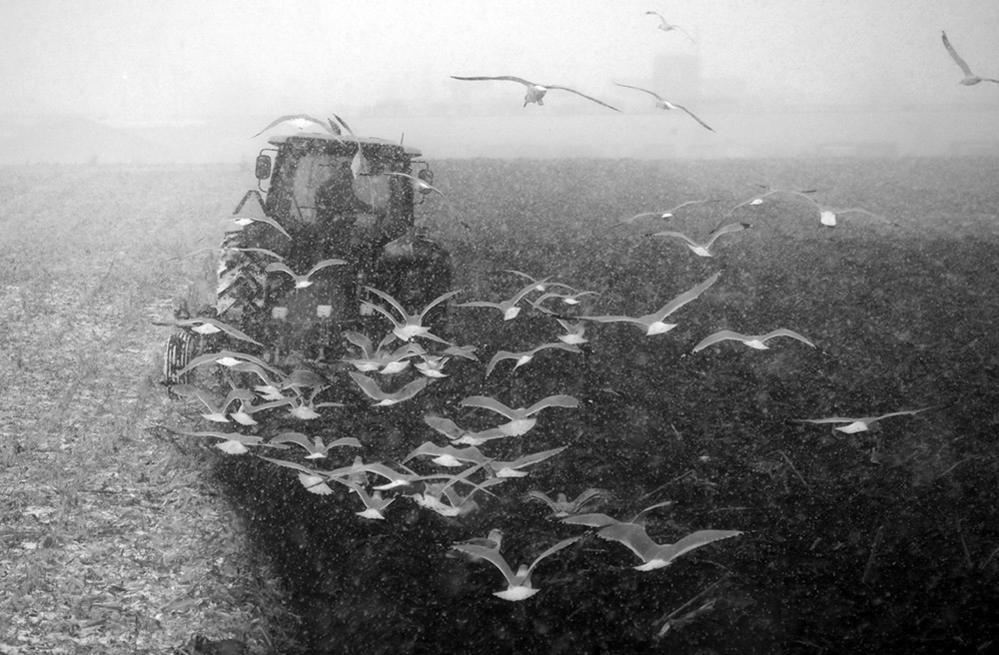 Birds following a tractor