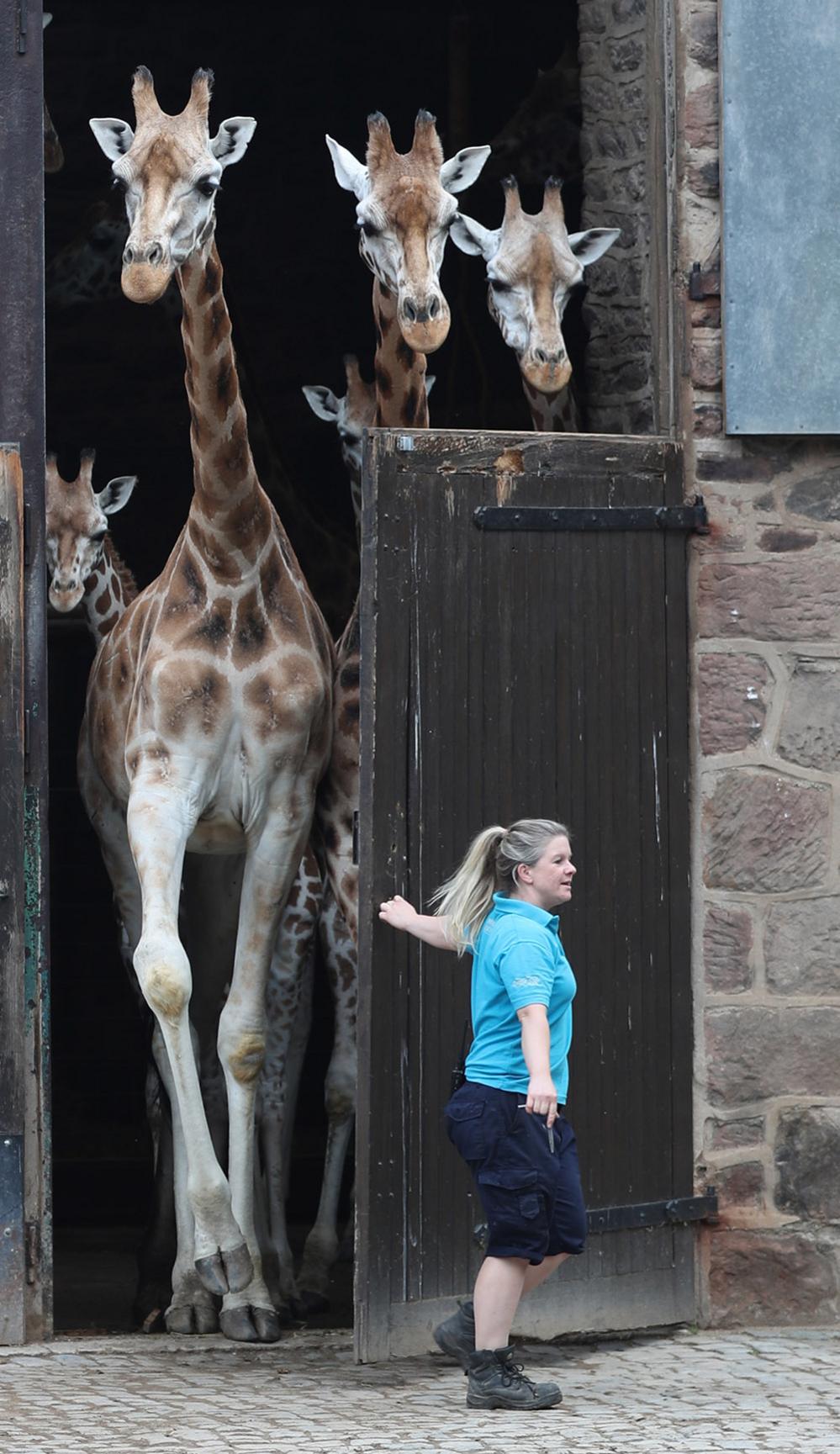 Giraffes at the Chester Zoo