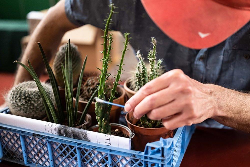 Tending to cacti