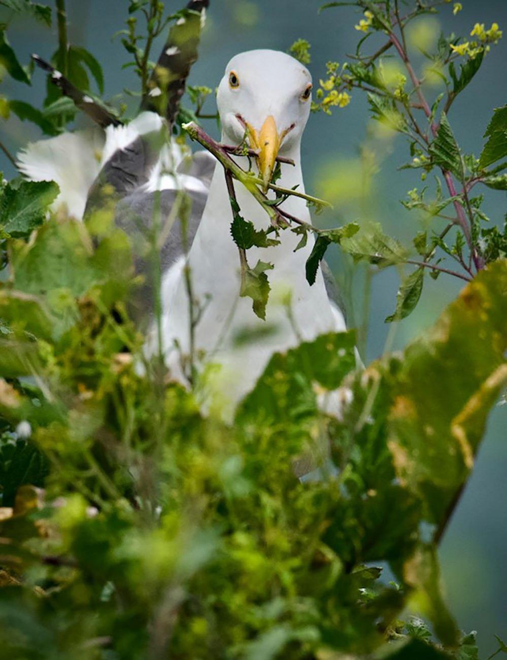 Gull in the bushes