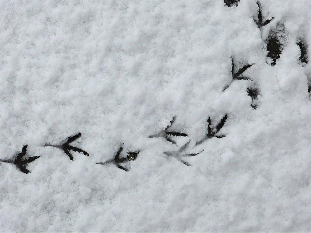 Bird footprints in the snow