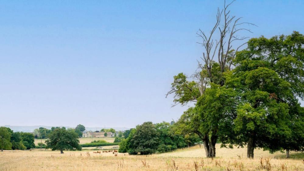 A summer picture of the trees, fields and livestock of the Neston Park estate near Corsham, Wiltshire.