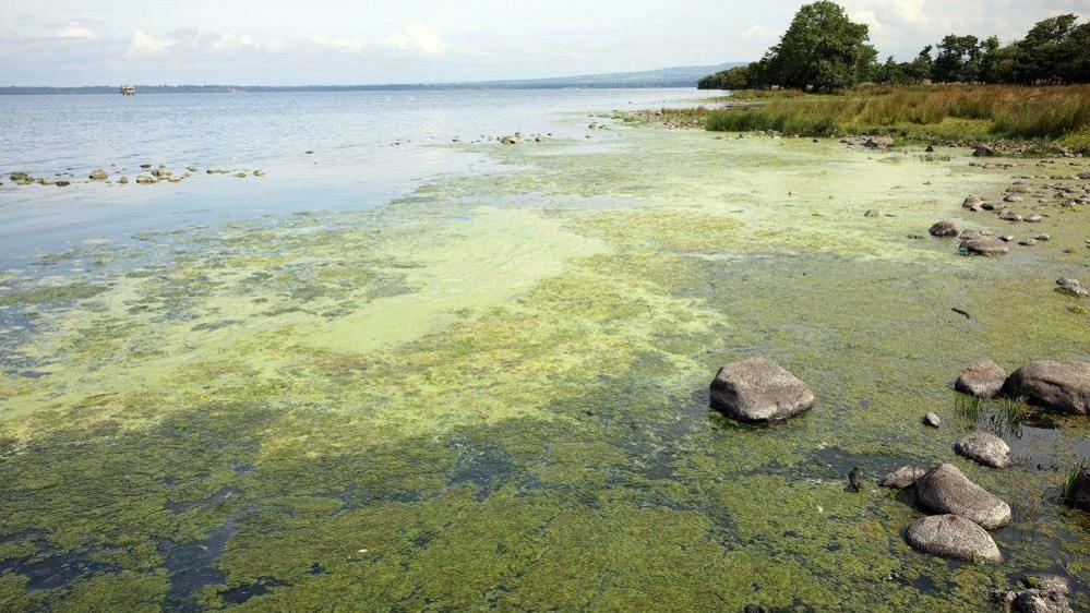 Algae - green scum on water