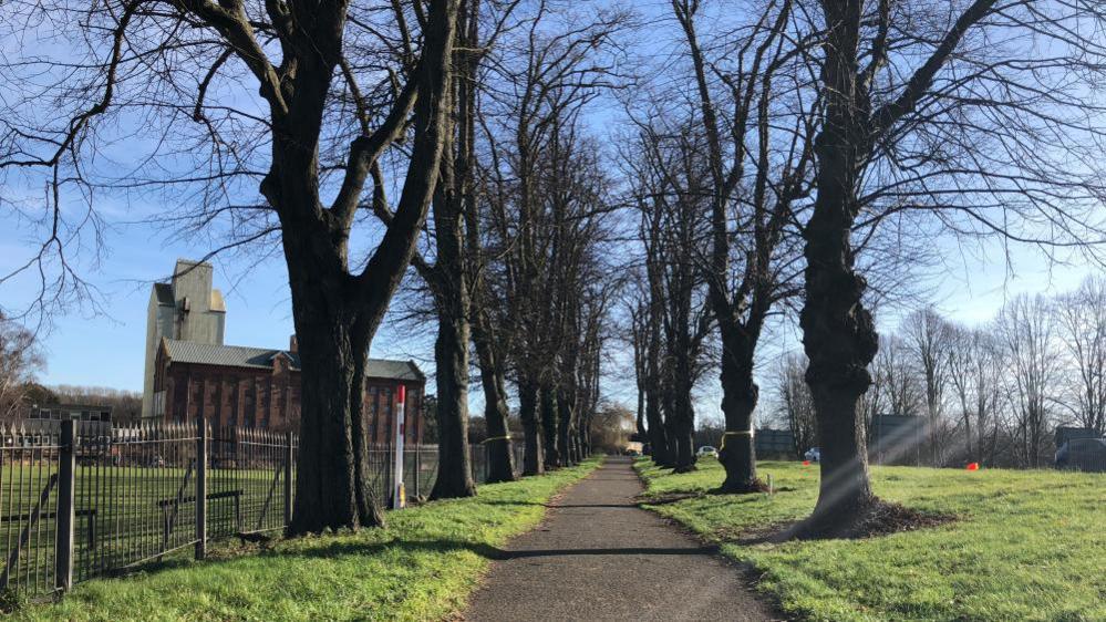 Trees in Wellingborough