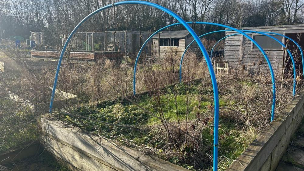 An overgrown raised flower bed with blue poles to support flower bed covers. Dark brown wooden garden sheds stand in the background.