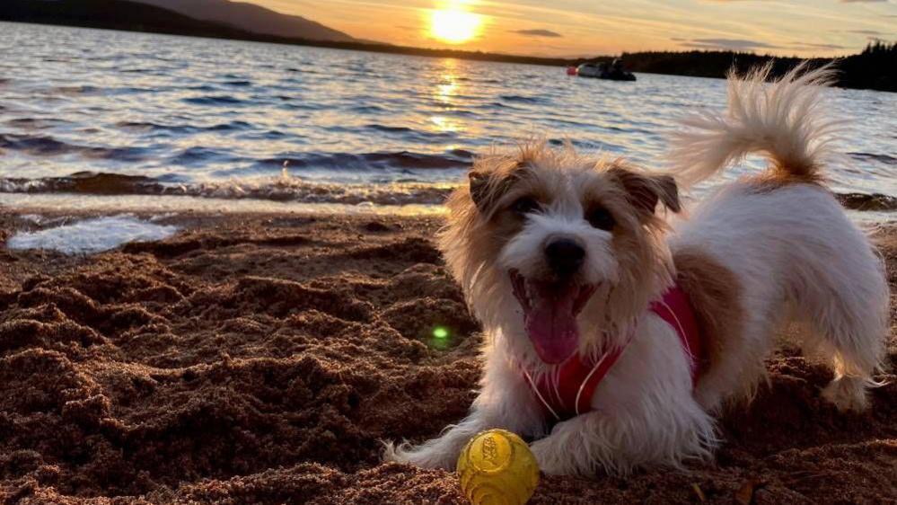 This image shows a white and brown terrier dog with its mouth wide open. It is sitting in a playful position on a beach with a yellow ball. In the foreground you can see a body of water and some land in the distance. A large yellow sun is setting creating an orange hue in the sky.