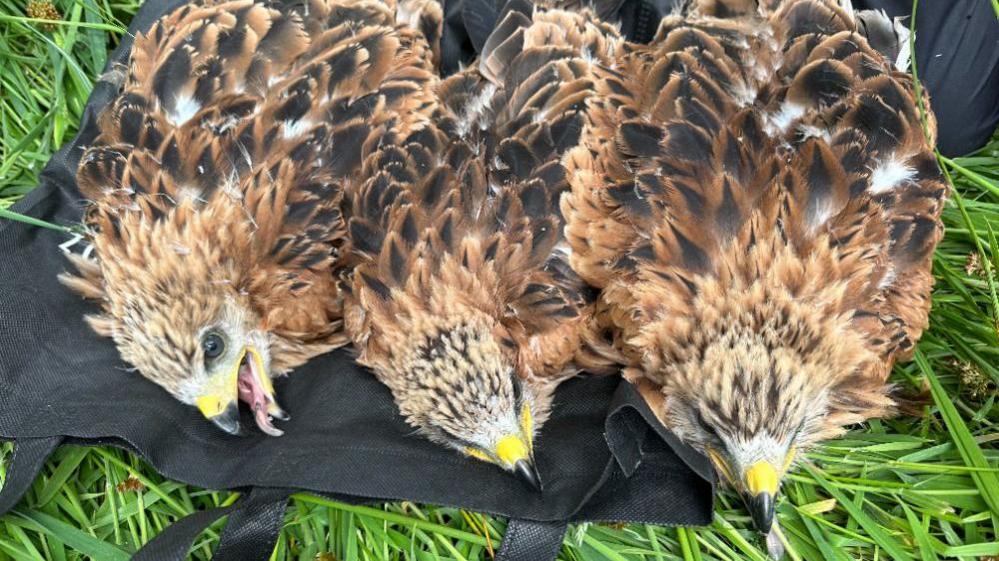 Three red kite chicks lie on the ground having been collected to send to Spain