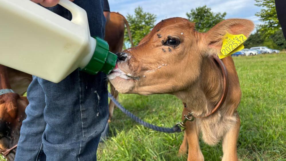 A brown calf is hand fed a bottle of milk