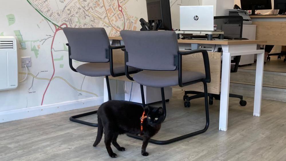 Salem, a small black cat, at the foot of some chairs and a table with a laptop on top of it.