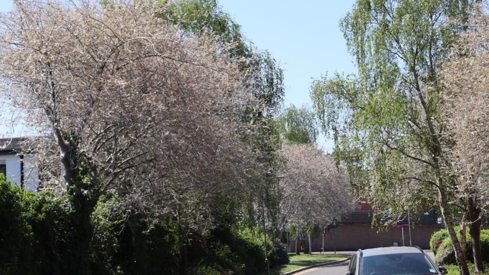 Web covered trees on Waterloo Road in Beeston, alongside normal unaffected trees.